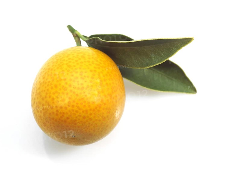 Kumquat
