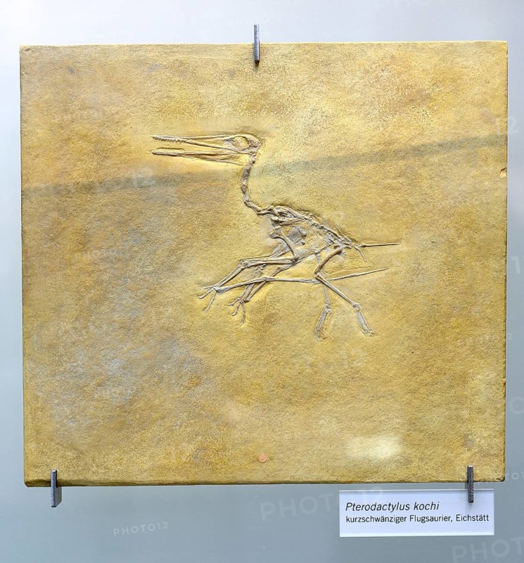 Fossilisation of a short-tailed pterosaur