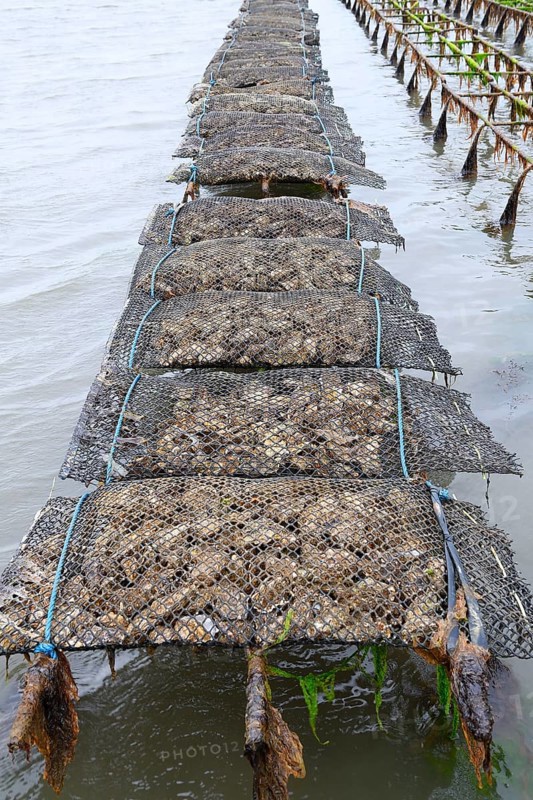 Pacific oyster