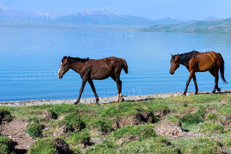 Horses walking on the lakeshore