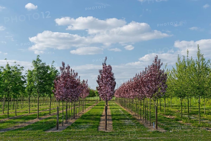 Ornamental Cherry