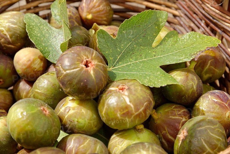 Fresh common Common fig