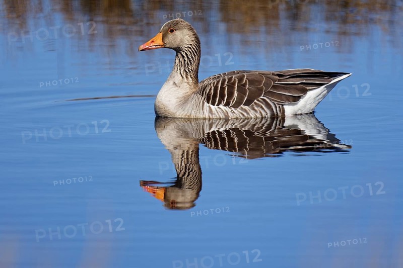 Greylag goose