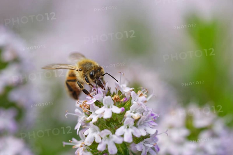 Honey bee