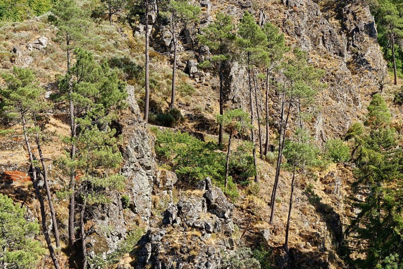 Stone Pine