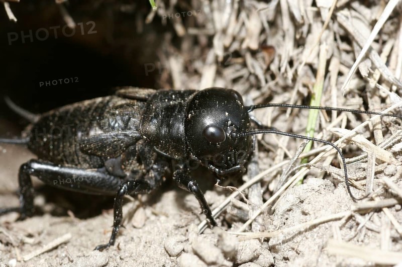 Field cricket