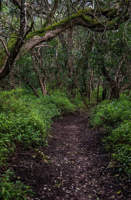 Path in Milkwood Forest