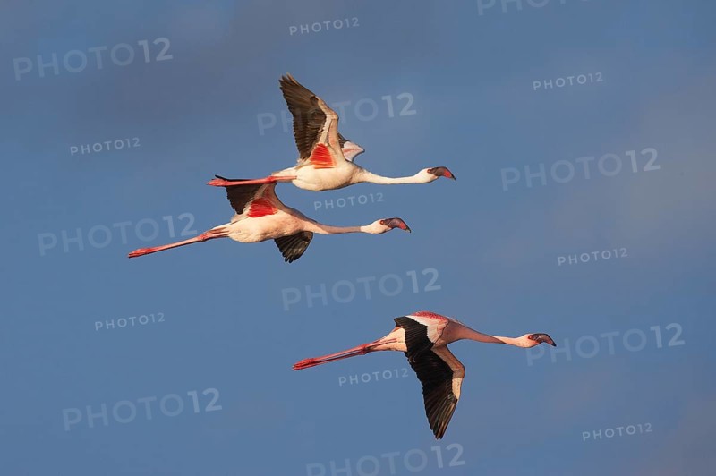 Lesser Flamingo