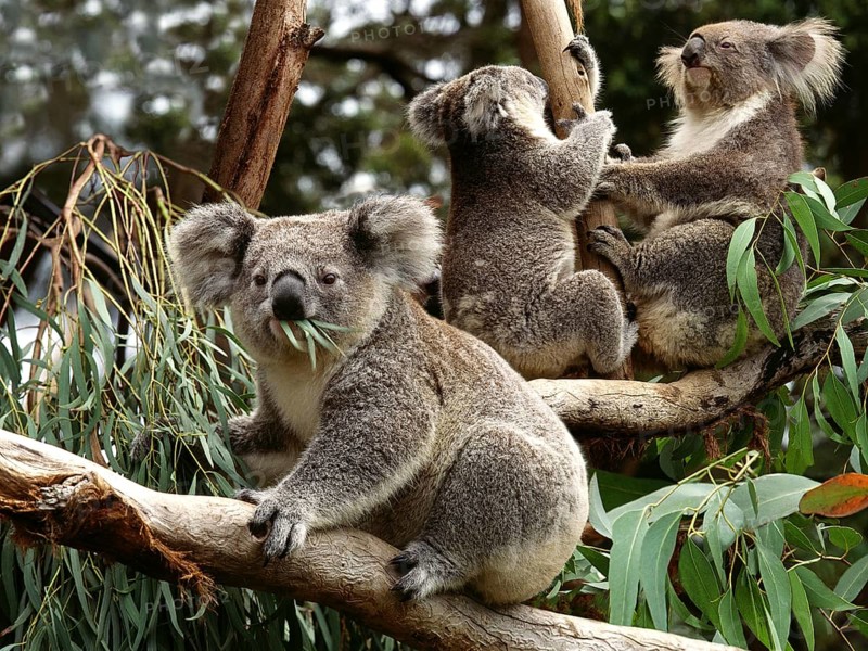 Koala