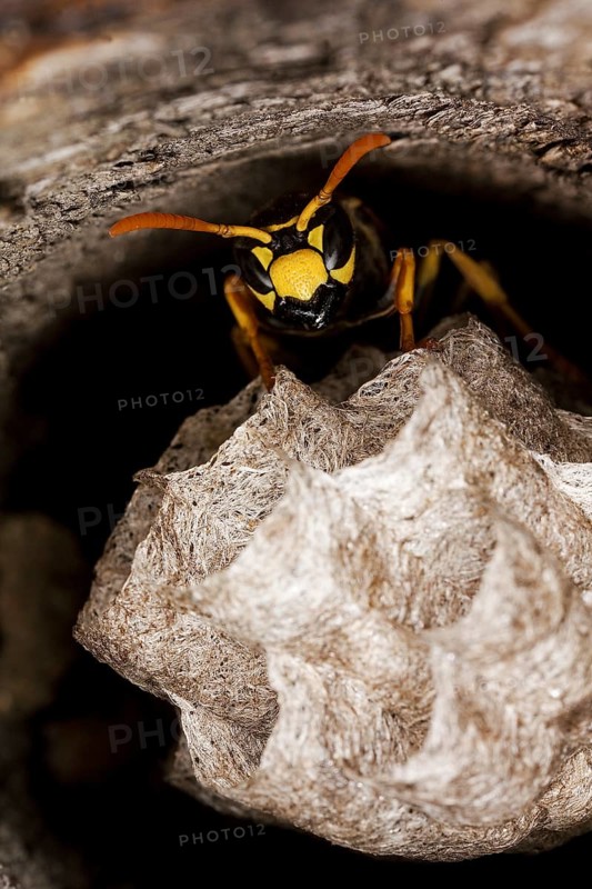 Common Wasp