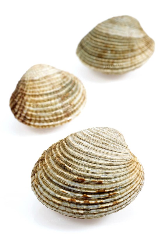 Shells
