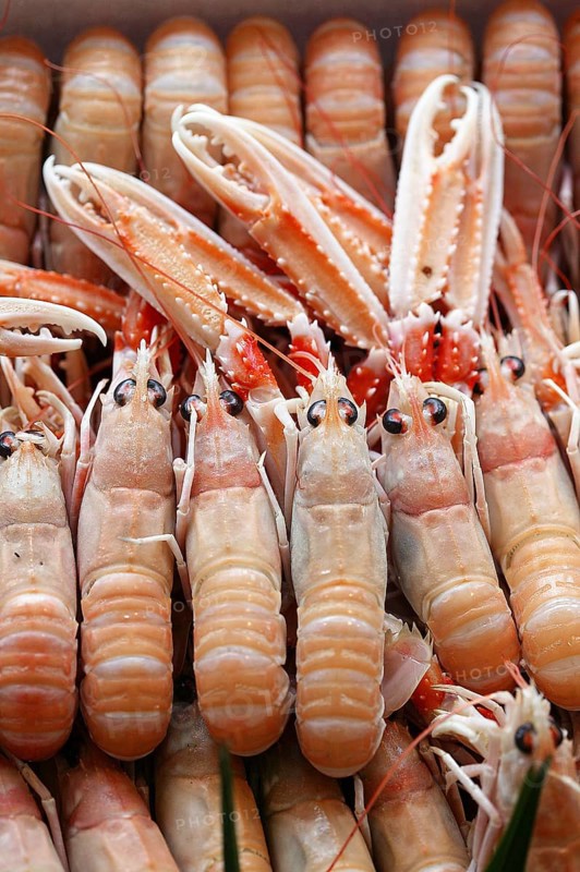 Dublin Bay Prawns or Norway Lobsters