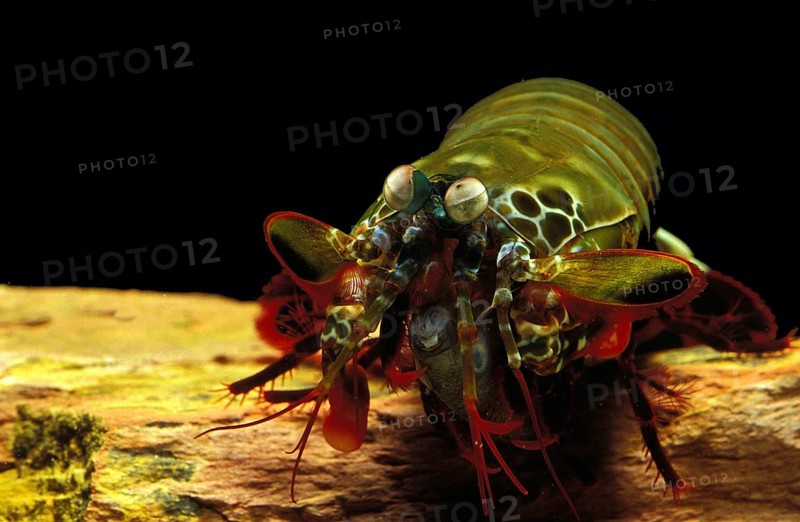 Peacock Mantis Shrimp