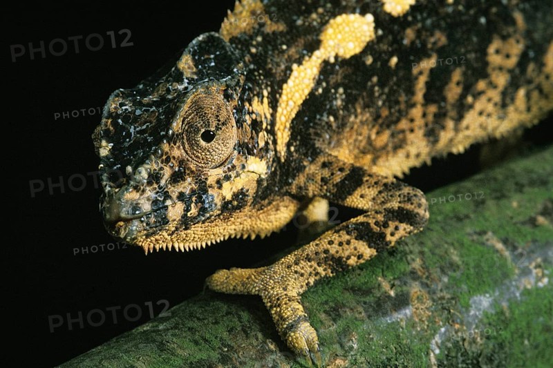 Jewel chameleon