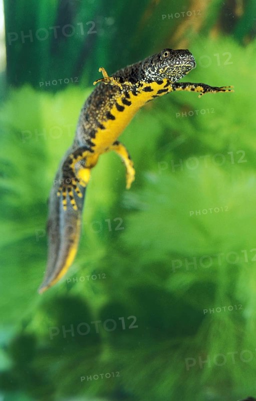 ALPINE Alpine newt