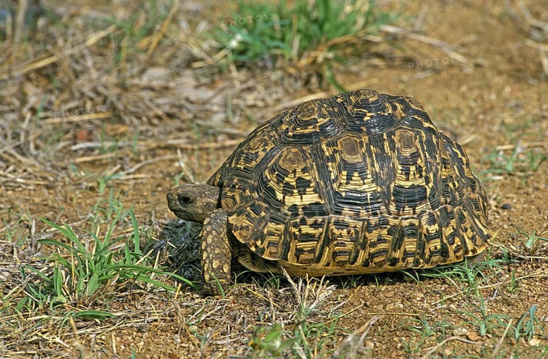 Leopard Tortoise