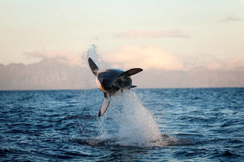 Great white shark