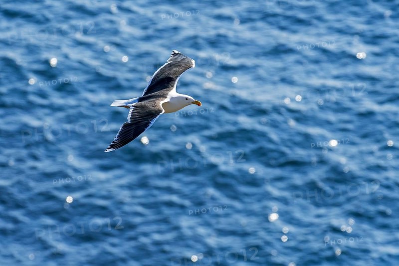 Lesser black backed gull