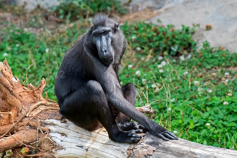 Celebes crested macaque