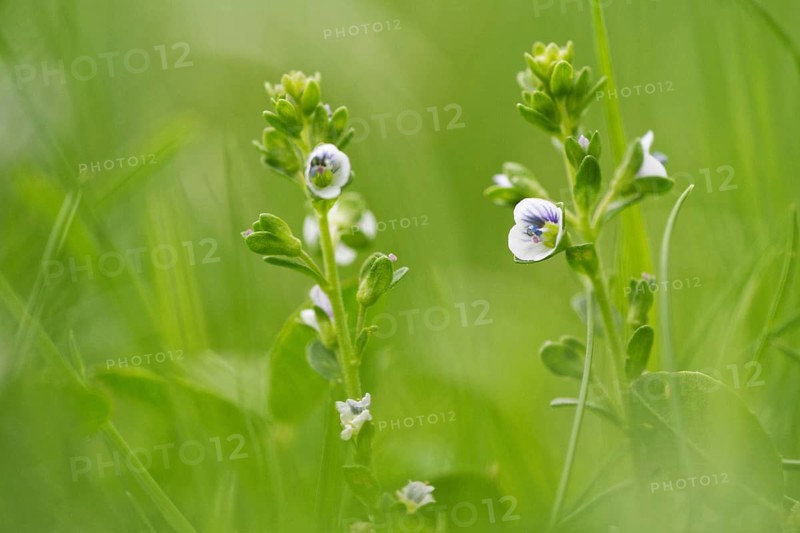 Rock speedwell