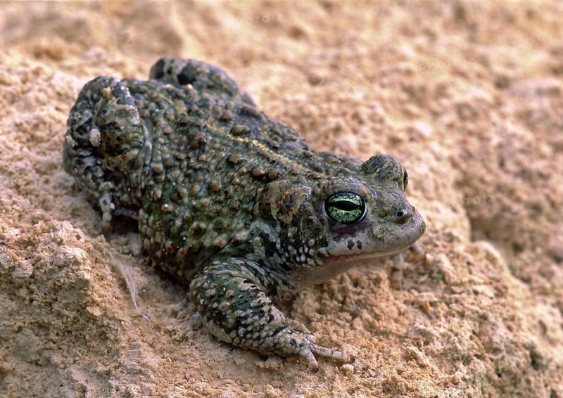 Natterjack Toad