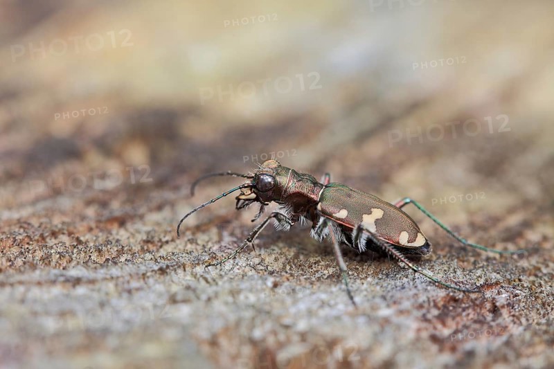 Dune Sand Beetle