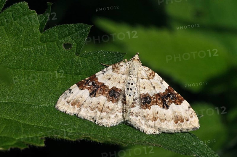 Black-banded leaf moth