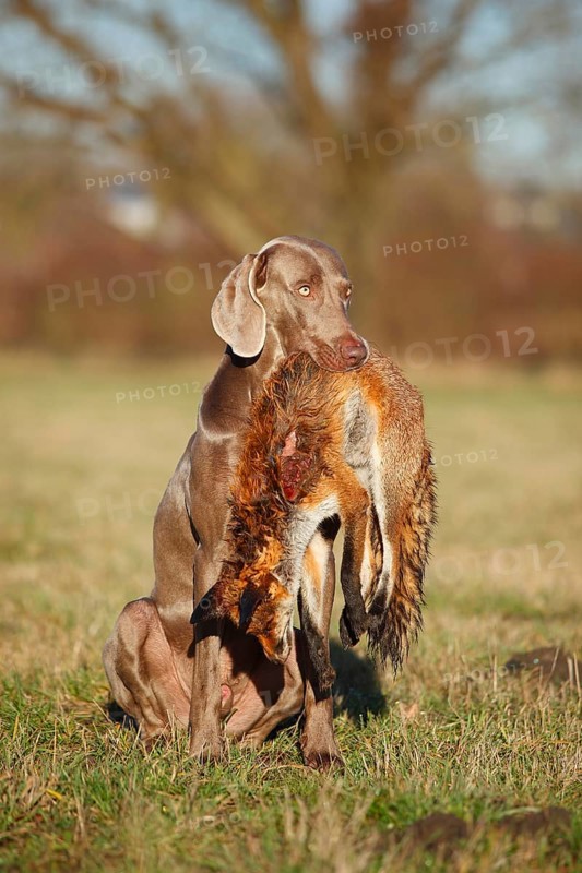 Weimaraner