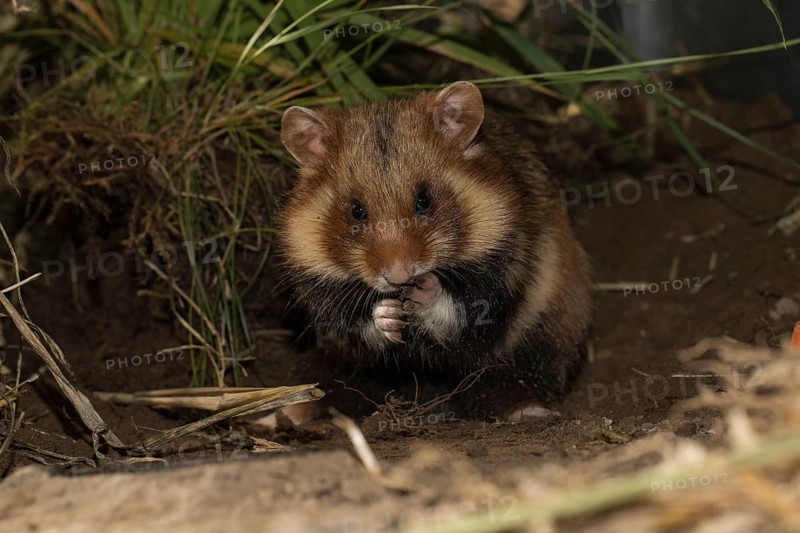 European Hamster