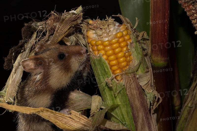 European Hamster
