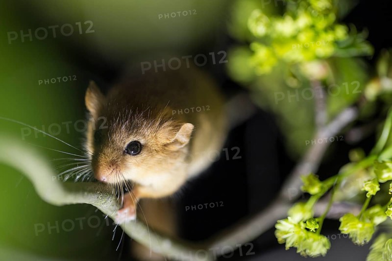 Hazel Dormouse