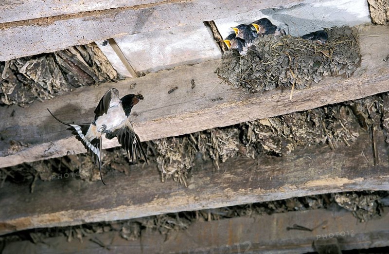 Barn swallow