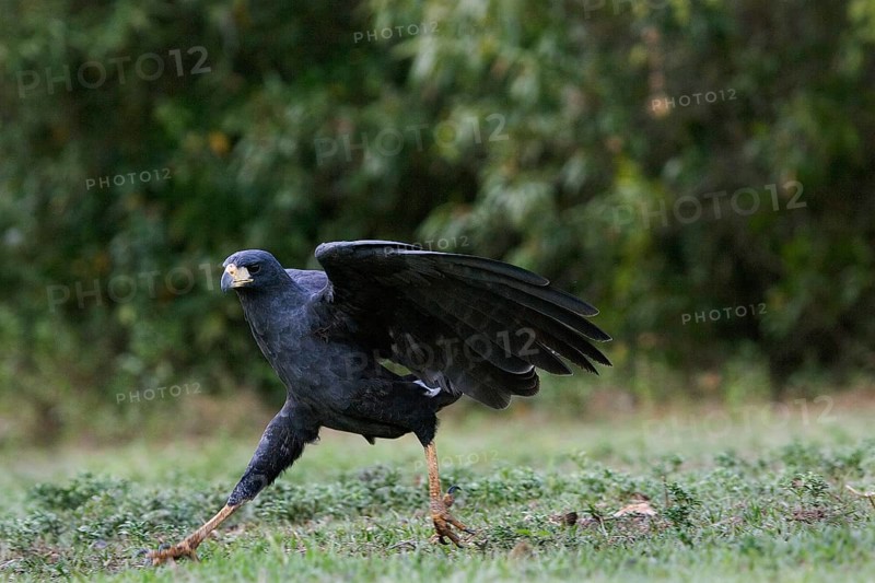 Greater Black Hawk