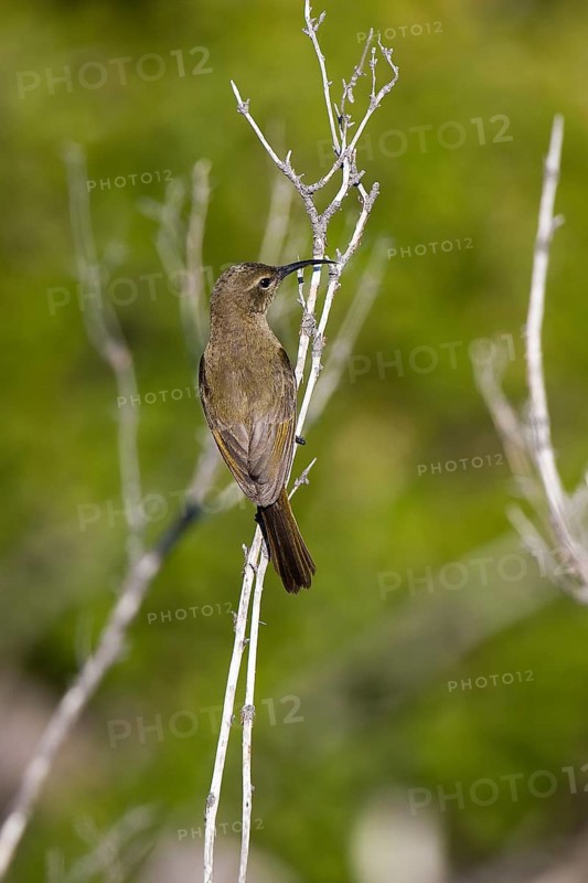 Great Double-collared Sunbird