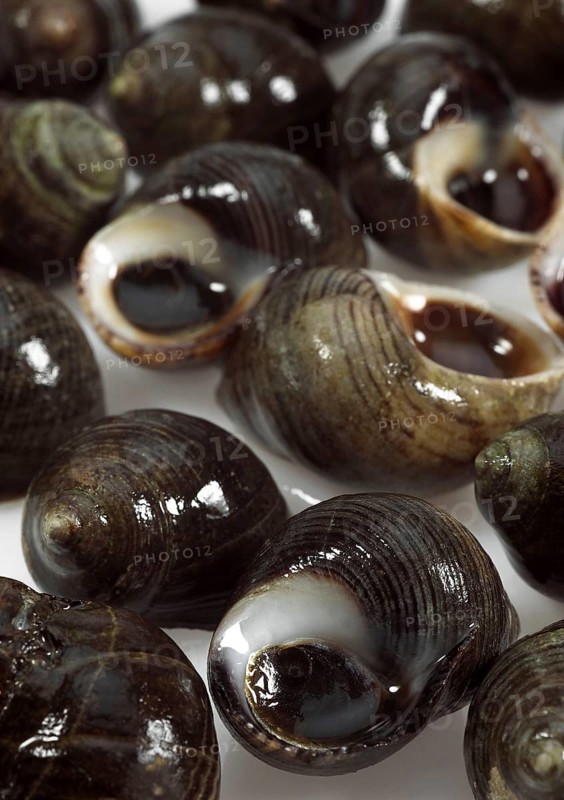 Common periwinkle