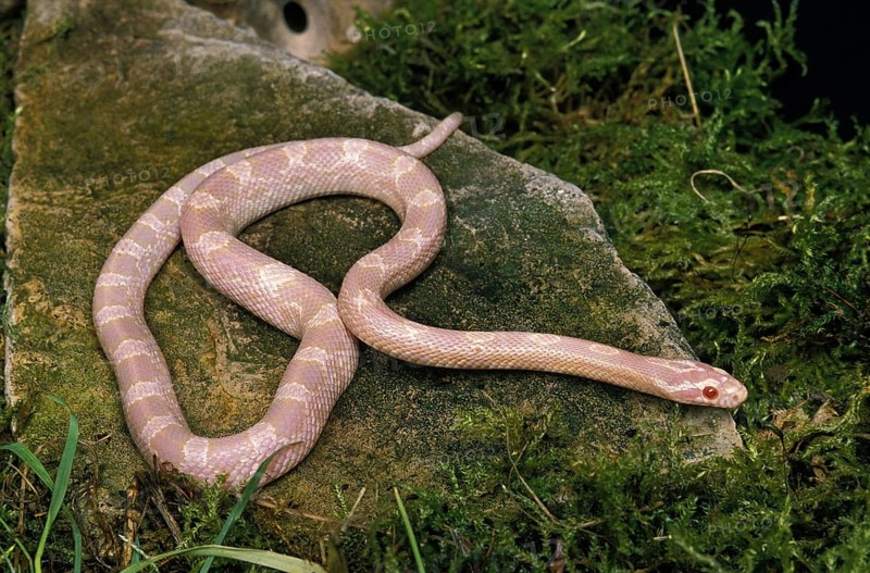 Corn snake