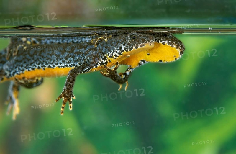 ALPINE Alpine newt