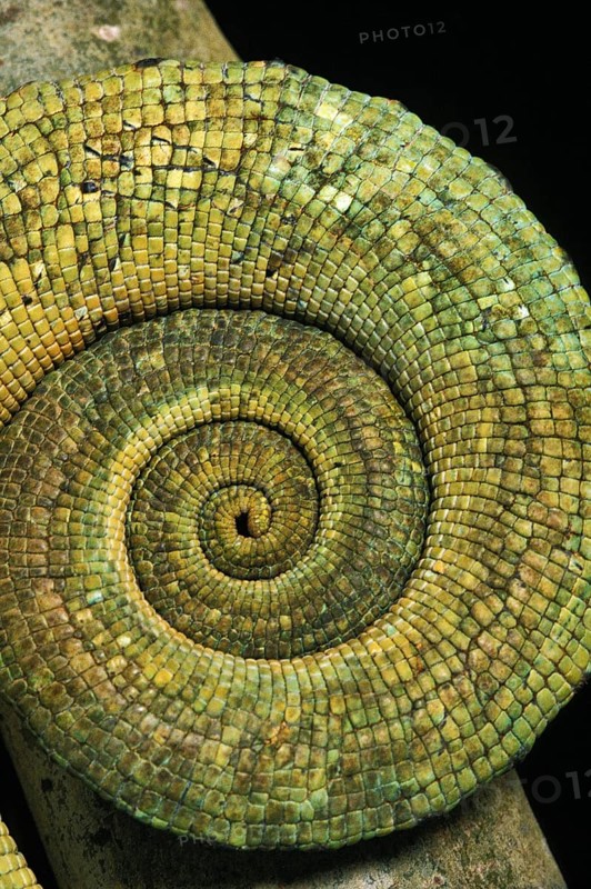 Parson's chameleon