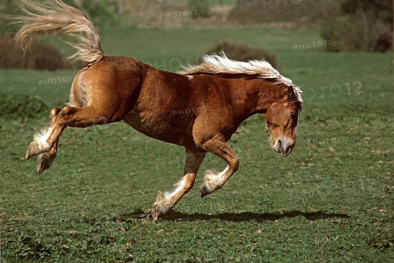 HAFLINGER PONY