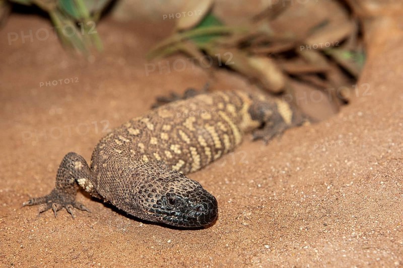 BEADED LIZARD