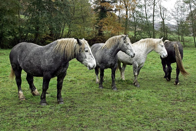 PERCHERON HORSES