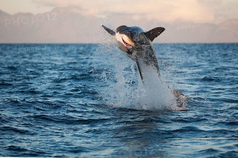Great white shark