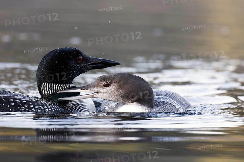 Great Northern Loon