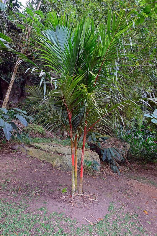 Siegellackpalme