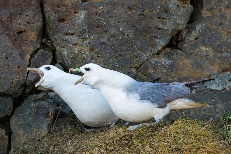 Northern fulmar