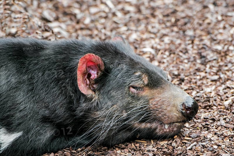 Sleeping Tasmanian devil