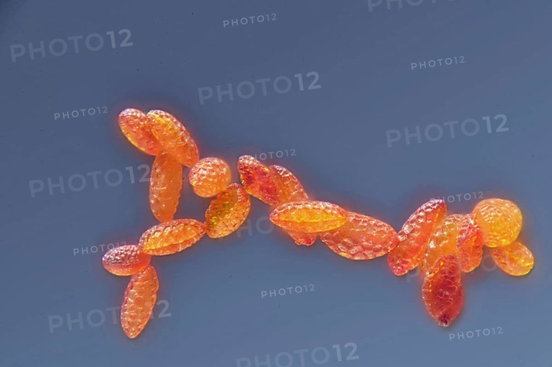 Pollen of a lily