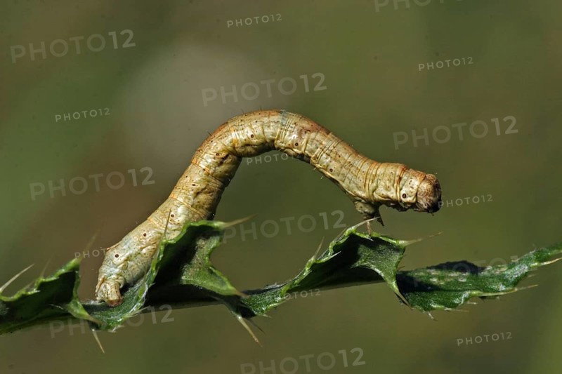 Heath moth