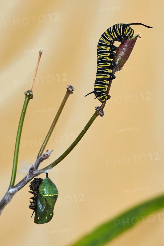 Caterpillar of the monarch butterfly