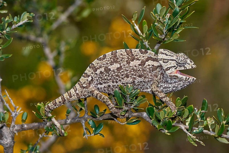 Mediterranean chameleon
